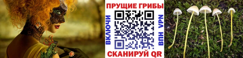 даркнет сайт  Петровск  Псилоцибиновые грибы Psilocybe 